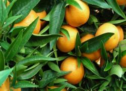 https://vseprodam.com.ua/getImage?w=200&fromfile=uploaded/175076/citrus_reticulata_corsica.jpg